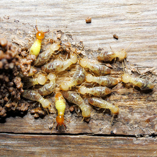 Éradication des nuisibles du bois à Noisy-le-Grand (93160) en Seine-Saint-Denis (93)
